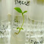 Plant Embryo Rescue Laboratory