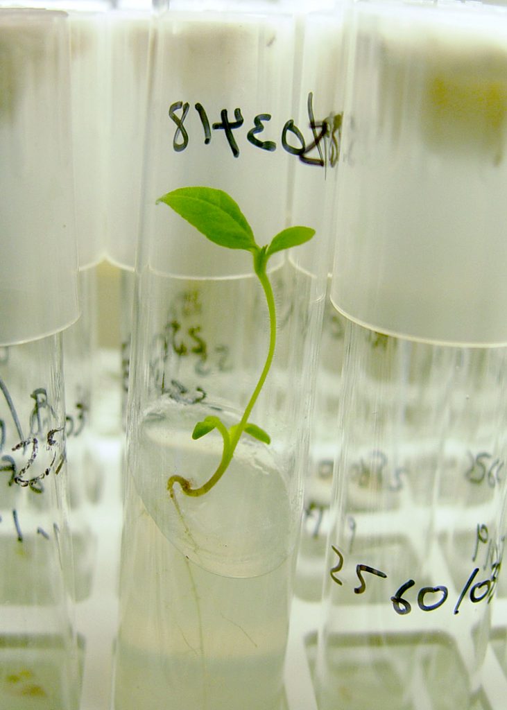 Embryo rescue seedling