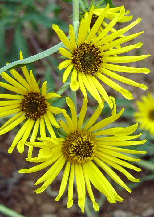 Helianthus maximiliani tubular ray mutant