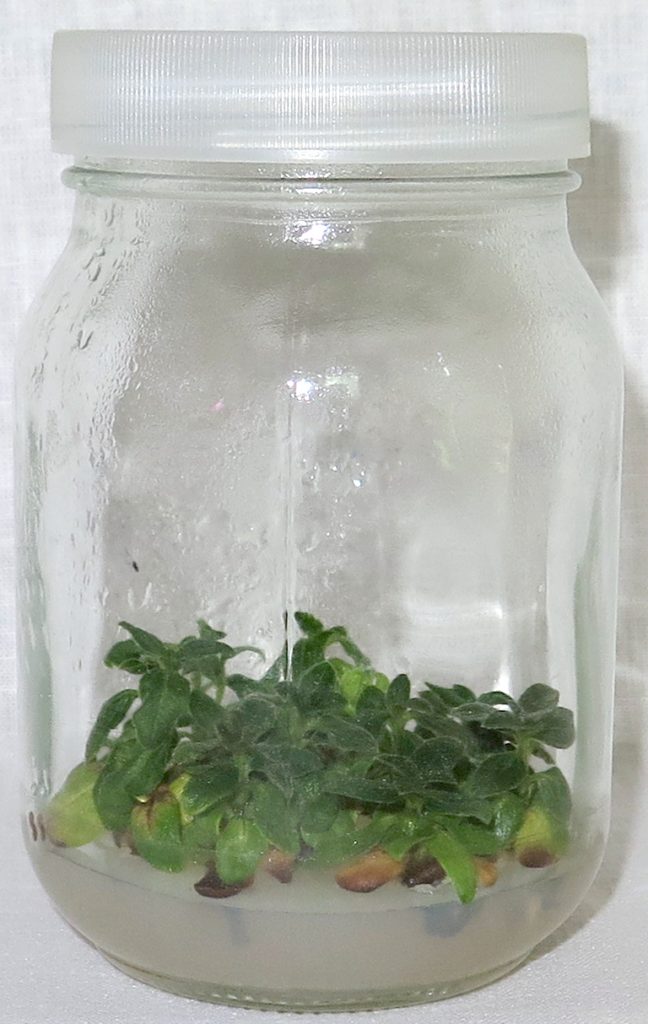 Helianthus micropropagation jar