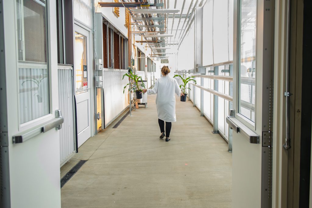 Valent BioSciences Biorational Research Center greenhouse corridor